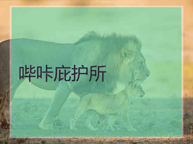 哔咔庇护所