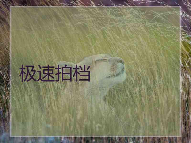 极速拍档