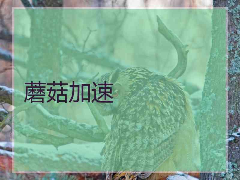 蘑菇加速