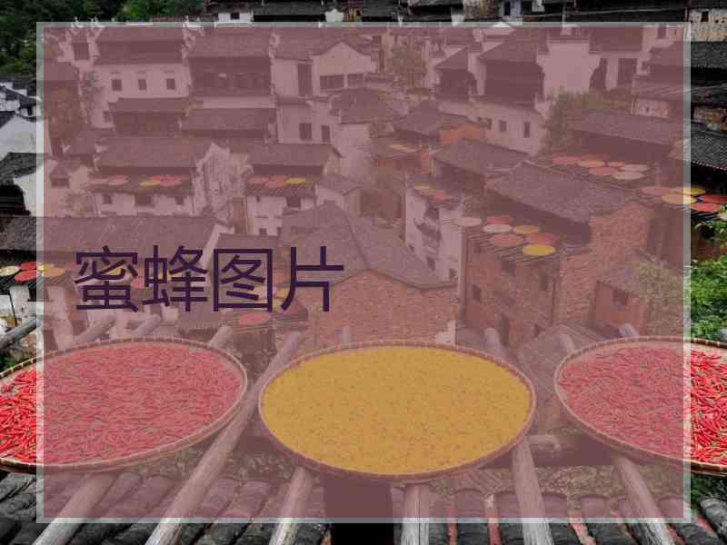 蜜蜂图片