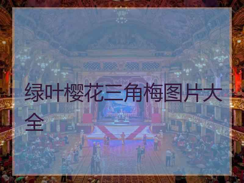 绿叶樱花三角梅图片大全