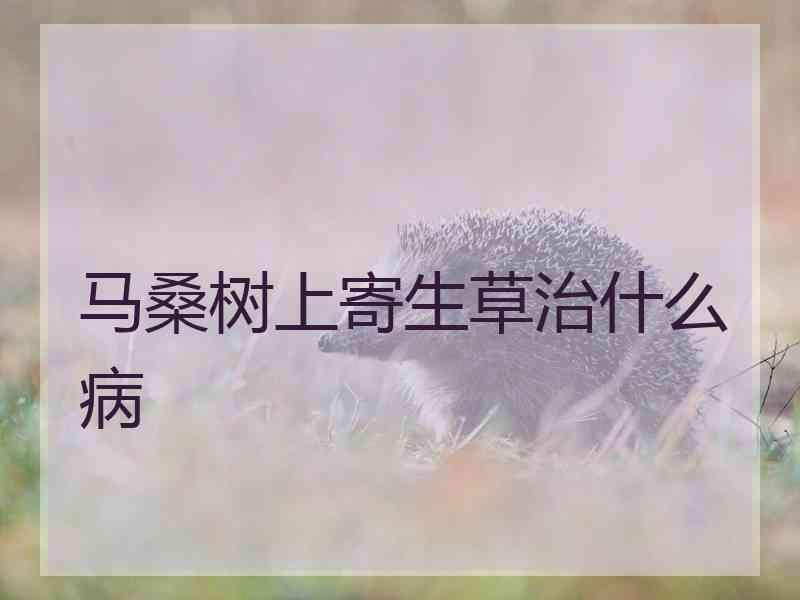 马桑树上寄生草治什么病