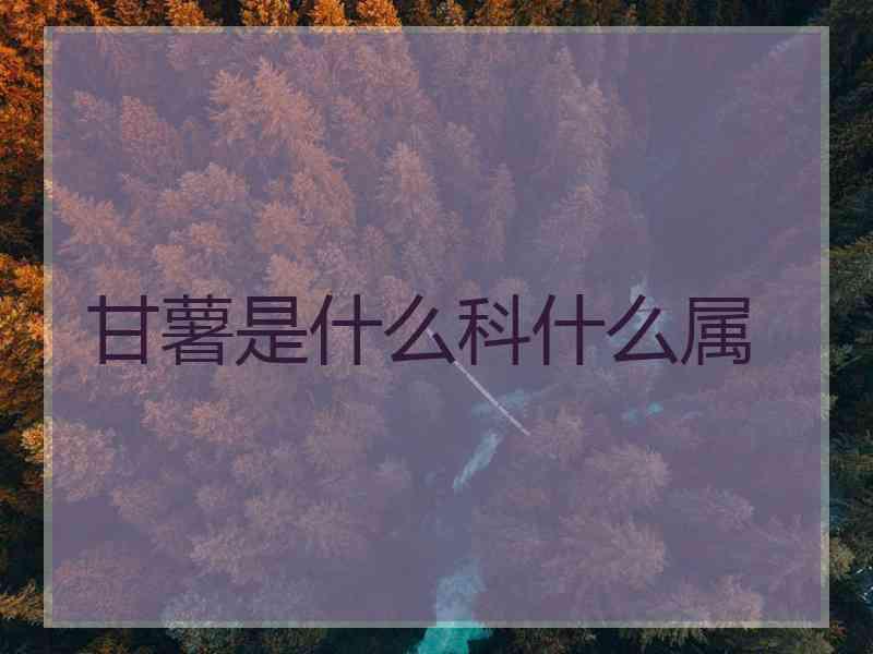 甘薯是什么科什么属