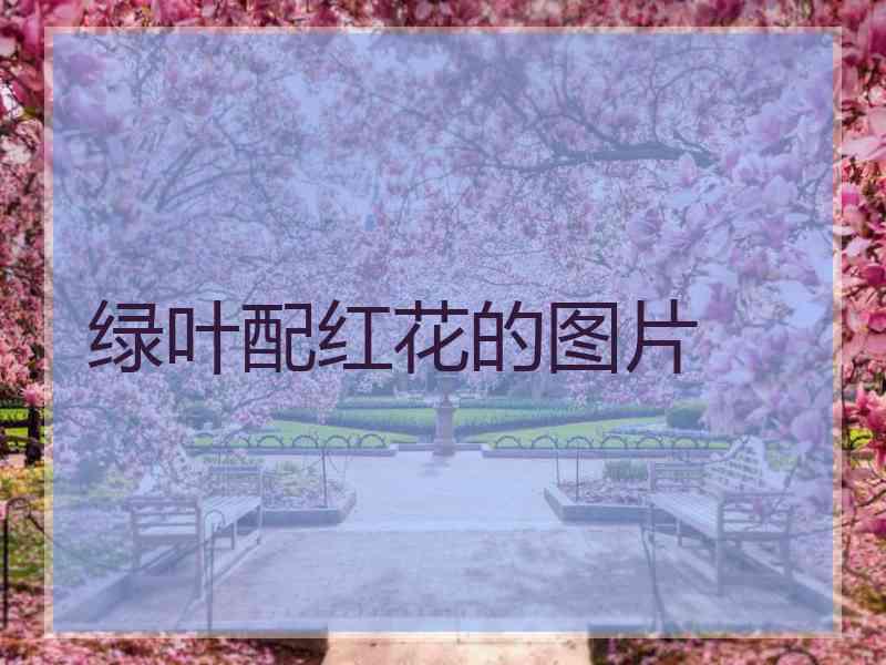 绿叶配红花的图片