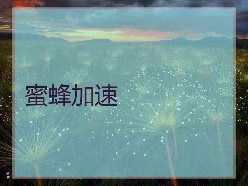 蜜蜂加速