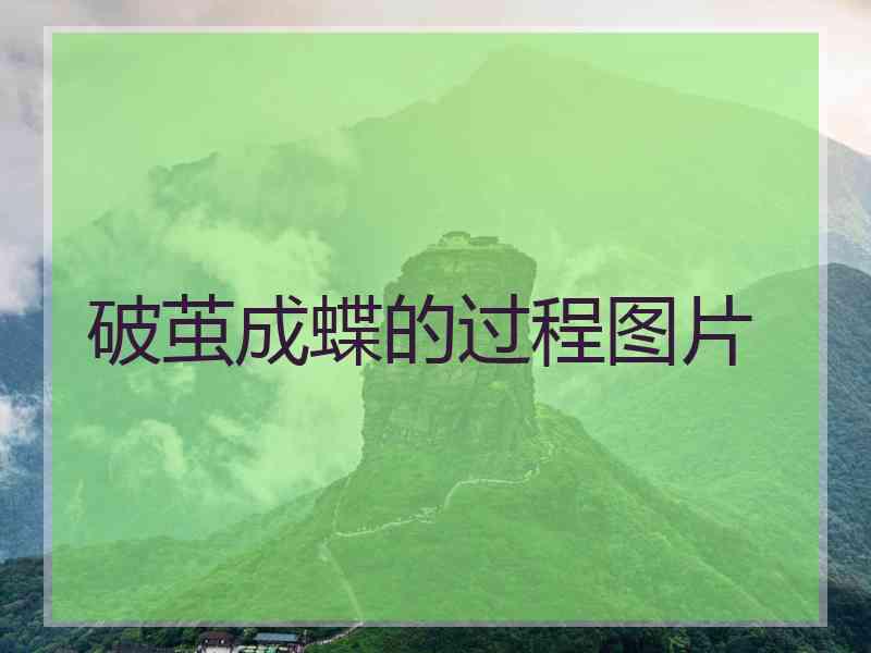 破茧成蝶的过程图片